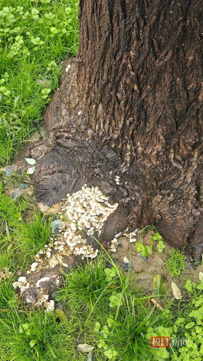 长蘑菇大雁塔受潮城墙布满青苔气象局解释成因PG麻将胡了试玩西安连续一个多月降雨遍