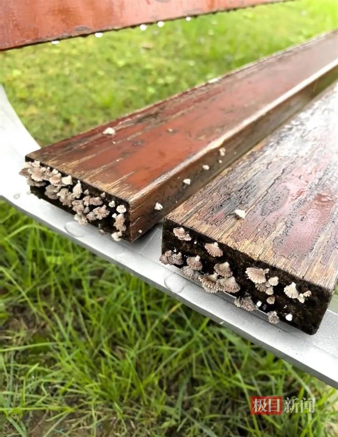 长蘑菇大雁塔受潮城墙布满青苔气象局解释成因PG麻将胡了试玩西安连续一个多月降雨遍地(图5)