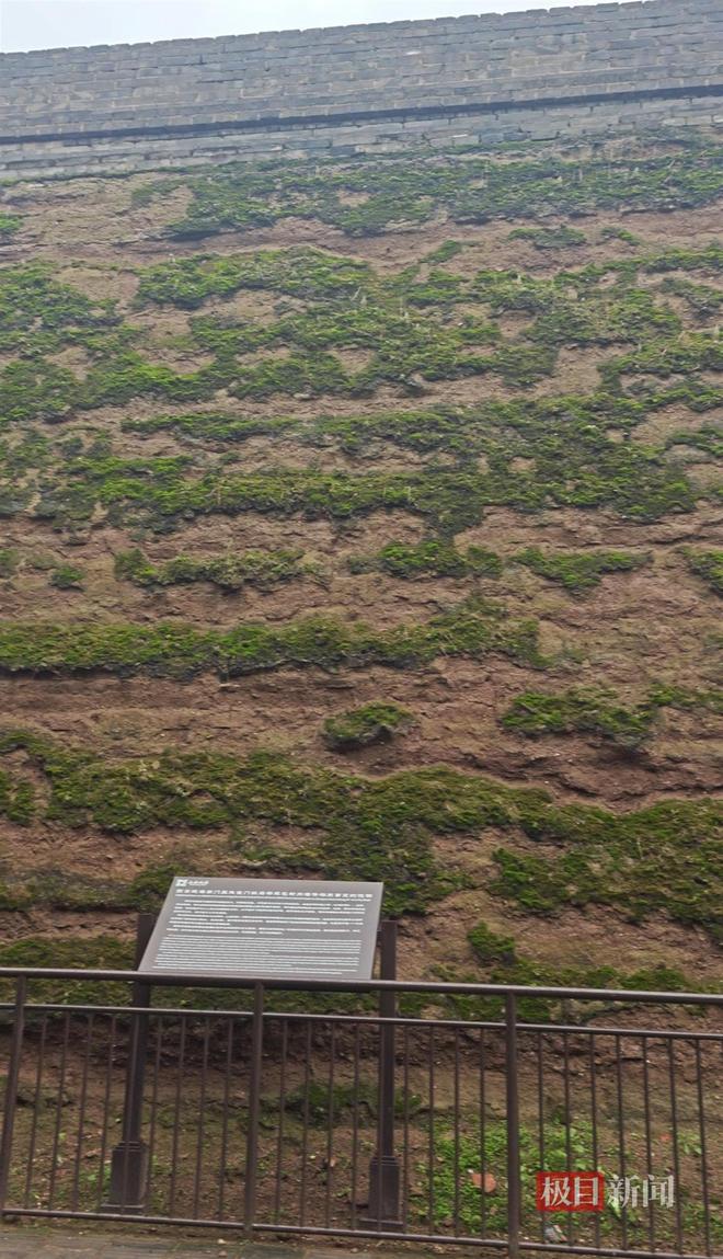 长蘑菇大雁塔受潮城墙布满青苔气象局解释成因PG麻将胡了试玩西安连续一个多月降雨遍地(图4)