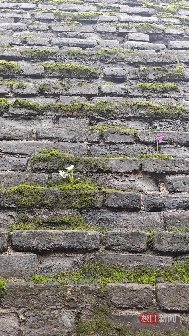 长蘑菇大雁塔受潮城墙布满青苔气象局解释成因PG麻将胡了试玩西安连续一个多月降雨遍地(图3)